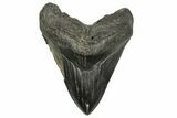 Huge Fossil Megalodon Tooth - South Carolina #369995-1